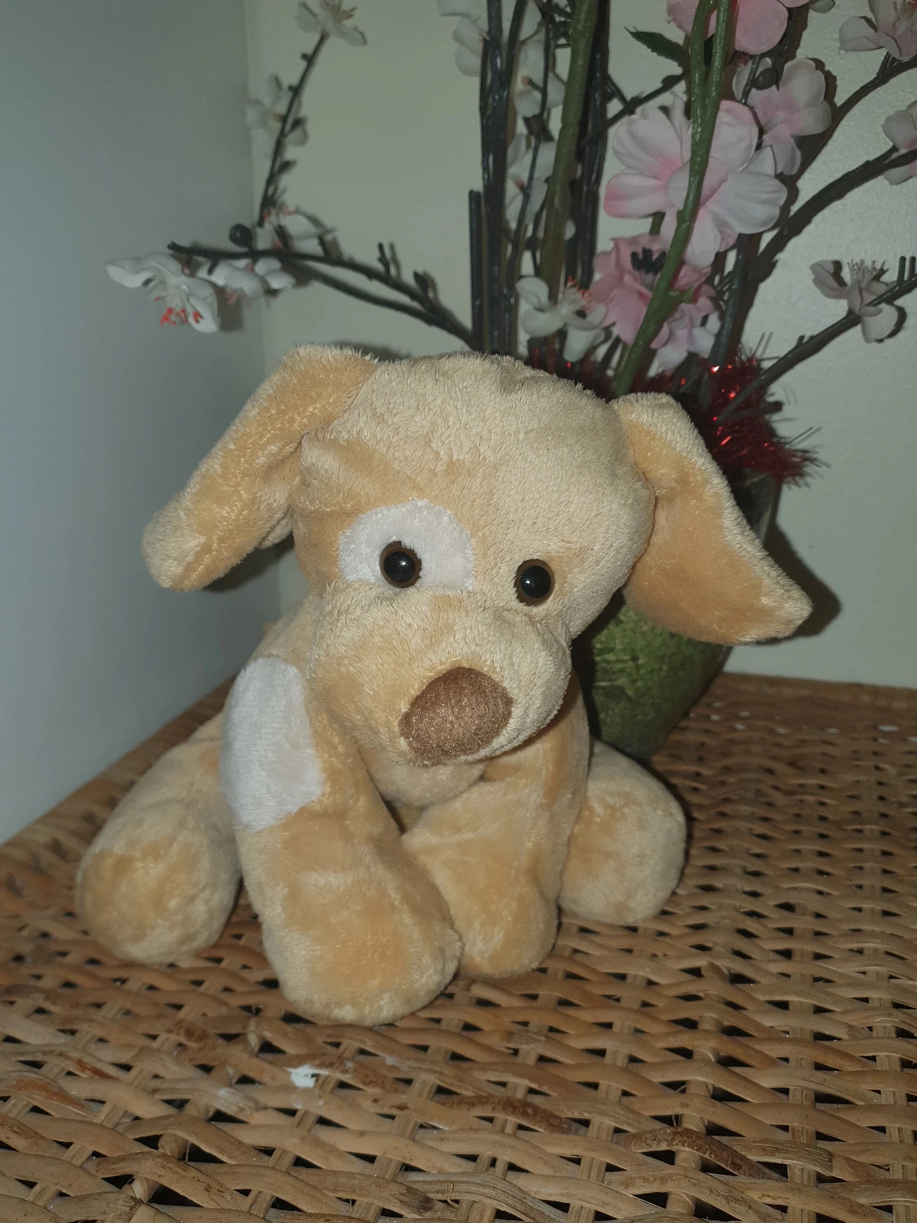 Chien